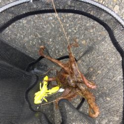 デイオクトパッシング