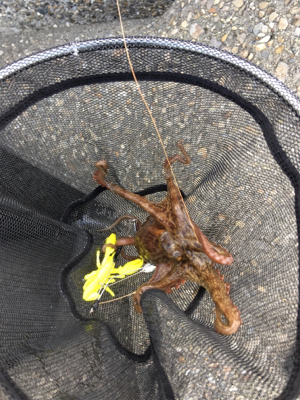 デイオクトパッシング