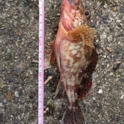 今回はサンマの切り身で釣れました