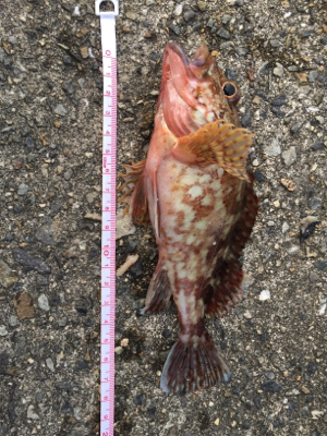 今回はサンマの切り身で釣れました