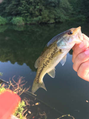 小バスフィーバー