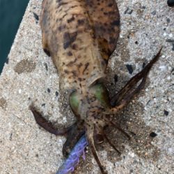 夏イカエギング