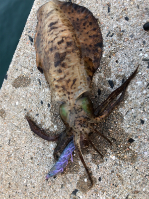 夏イカエギング