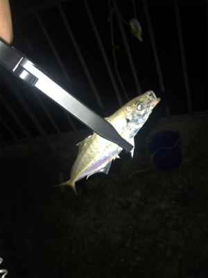 深夜サビキで珍客