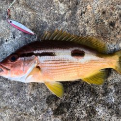 高知釣行 2日目 柏島
