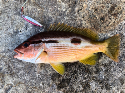 高知釣行 2日目 柏島