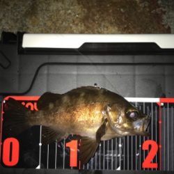 坊主逃れの癒し