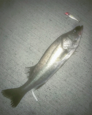 ドブ川シーバス久しぶり