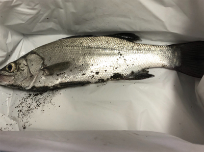 高知遠征 2日目 Part2 夕方