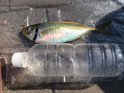 コスモで良型アジ