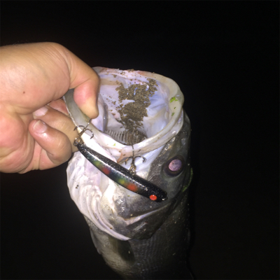 真夏のランカーシーバスを追え