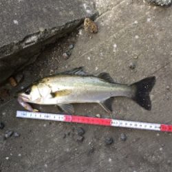 小物ばかりでも入れ食いだと楽しいね