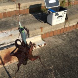 夕方ちょいタコ