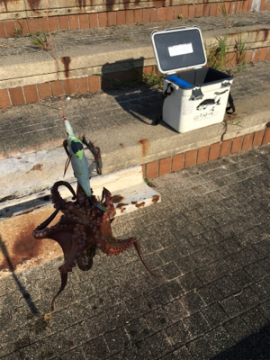 夕方ちょいタコ