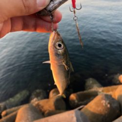 デカサバを求めて…