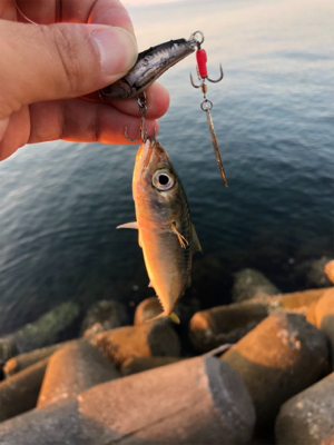 デカサバを求めて…