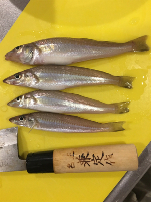 今日もキス釣り！