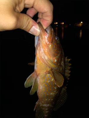 漁港内で釣れました。