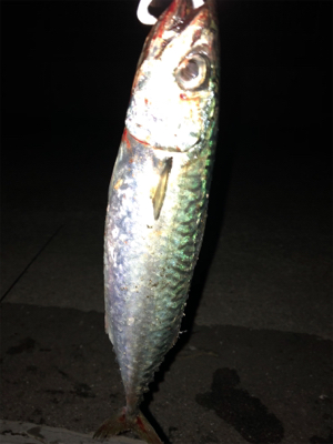 去年のリベンジ