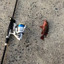 ロックフィッシュ狙い