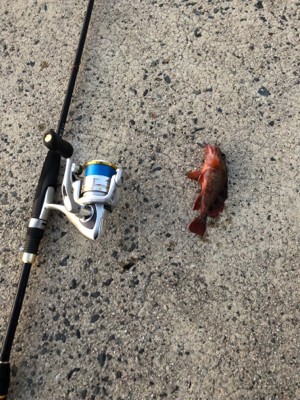 ロックフィッシュ狙い