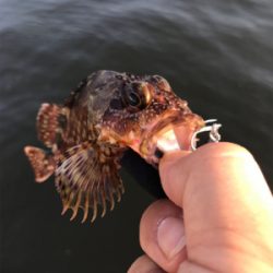 癒しのライトゲーム？