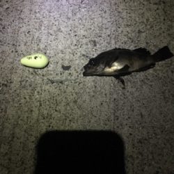 アジどこいった？