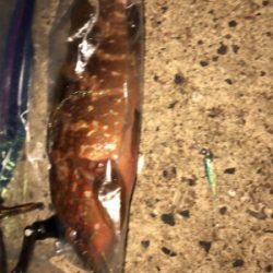 エギングからの根魚