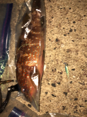 エギングからの根魚