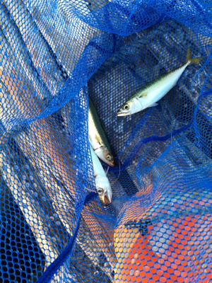 キャッチ&イート