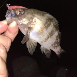 真夏のライトゲーム