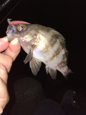 真夏のライトゲーム