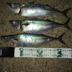 ナイトショアジギング