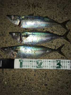 ナイトショアジギング