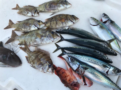 保田港から知り合いのボートで船釣り