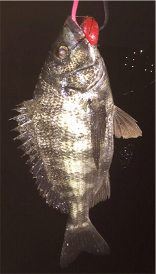 夕方チニング  30センチ