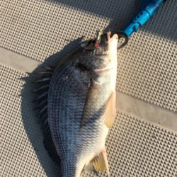 シーバス狙いのキビレ