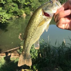 バス釣り