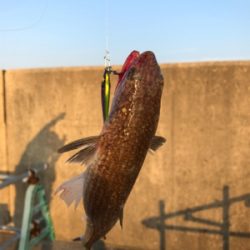 まだタチウオいない