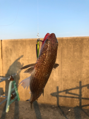 まだタチウオいない