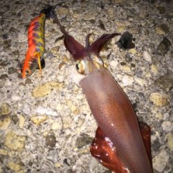 夕方からの五目釣り