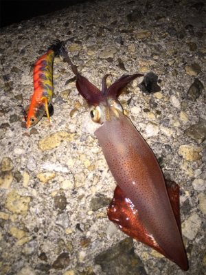 夕方からの五目釣り