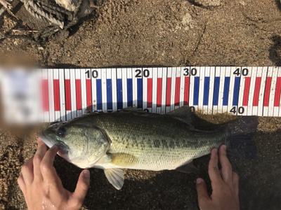 スピナーベイト入魂！