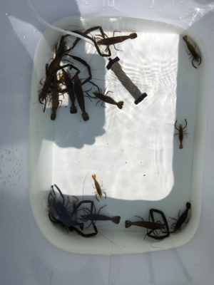 ヤマトテナガエビ釣り