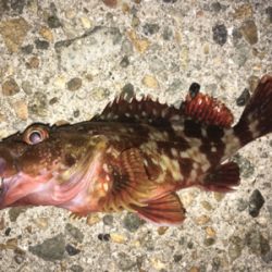 ボトムでガシラ