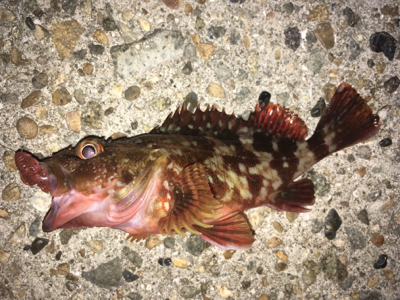 ボトムでガシラ