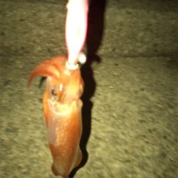 やっとケンサキイカGET (^^)/