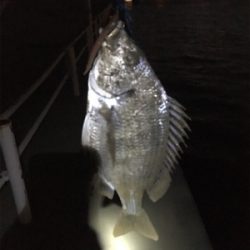 小さいですがキビレ順調。