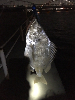 小さいですがキビレ順調。