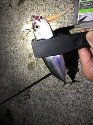 ワインドでサバ